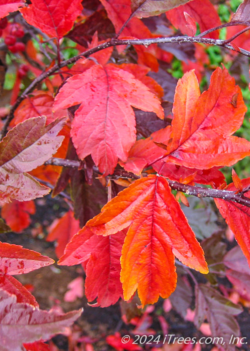 Closeup of yellow-orange and red leaves.