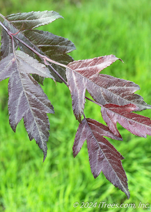 Closeup of sharply lobed dark purple leaves.