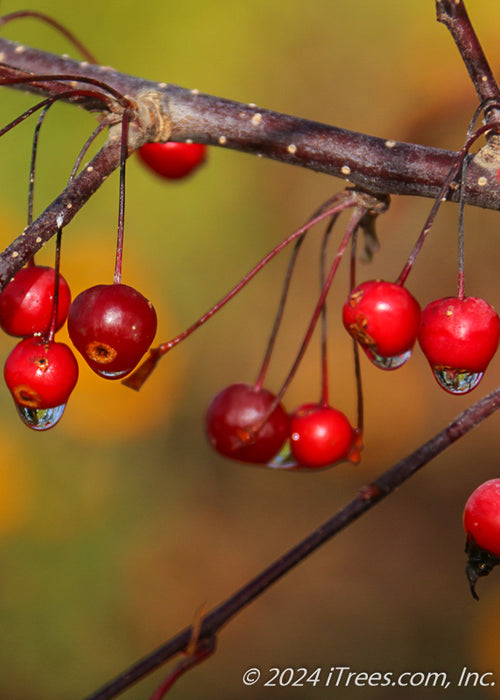 Closeup of red crabapple fruit with rain drops dripping from them.