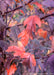 Closeup of fall color showing dark red to purple leaves.