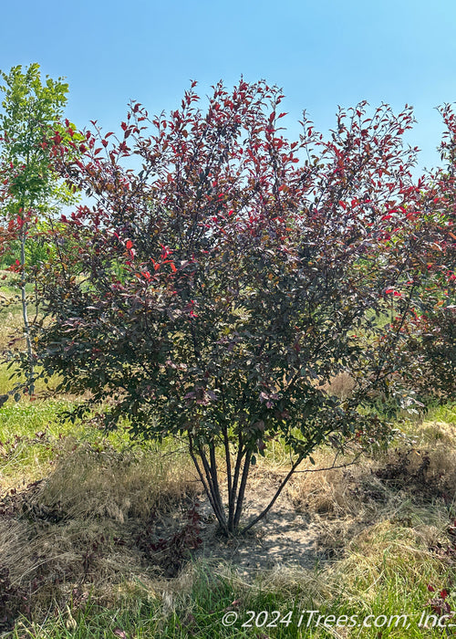 A clump form Royal Raindrops crabapple growing in the nursery with dark purple leaves. 