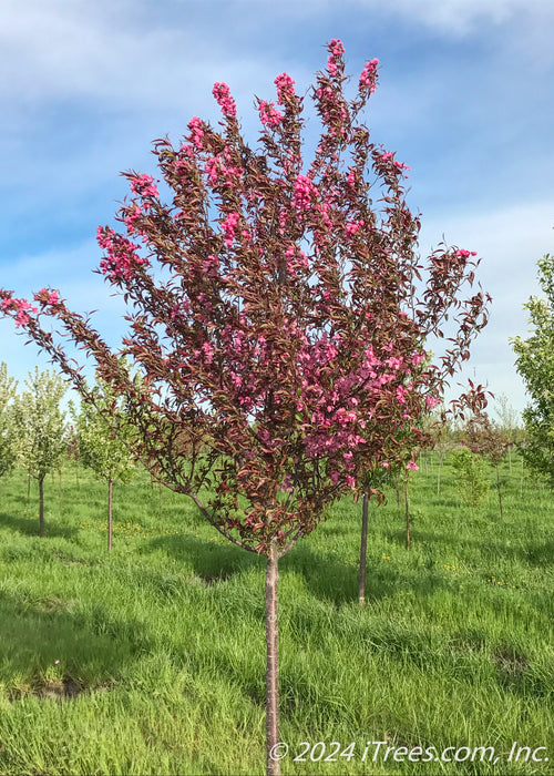 A single trunk Royal Raindrops crabapple finishing its bloom cycle at the nursery.