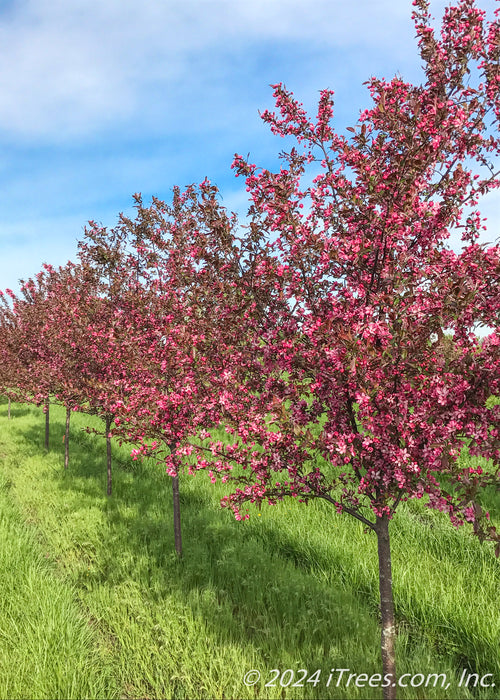 A row of Royal Raindrops Crabapple in bloom at the nursery.