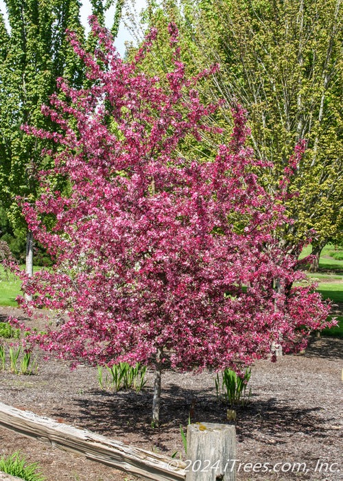 A Royal Raindrops Crabapple with pinkish purple flowers planted in an open landscape bed.