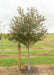 A single trunk Royal Raindrops Crabapple with dark green leaves at the nursery with a large ruler standing next to it to show its canopy height measured at about 3.5 ft.