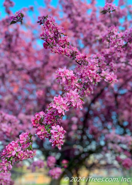 Closeup of a branch coated in purplish-pink flowers.