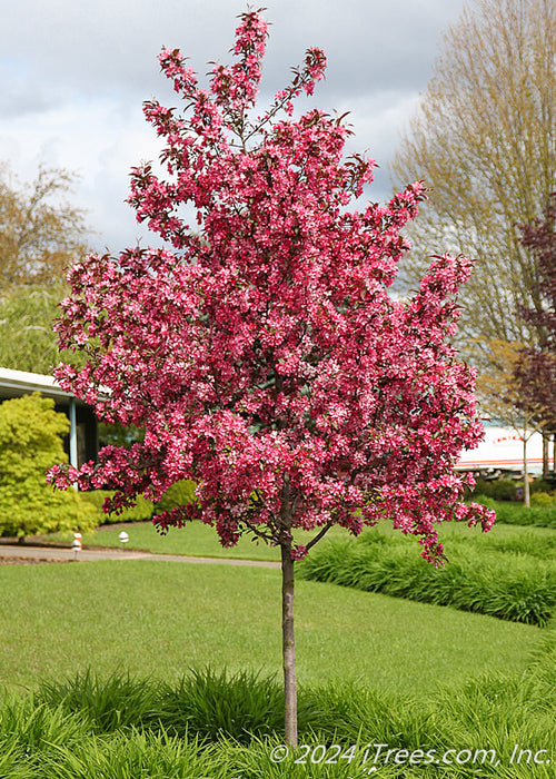 A Royal Raindrops Crabapple in bloom planted in a front landscape.