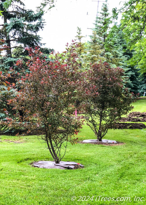 A row of newly planted multi-stem clump form Royal Raindrop Crabapples with dark purple leaves.