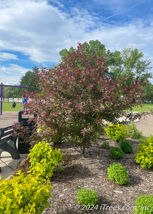 A multi-stem clump form Royal Raindrops Crabapple with dark greenish-purple leaves planted near a bench seat at a children's playground.