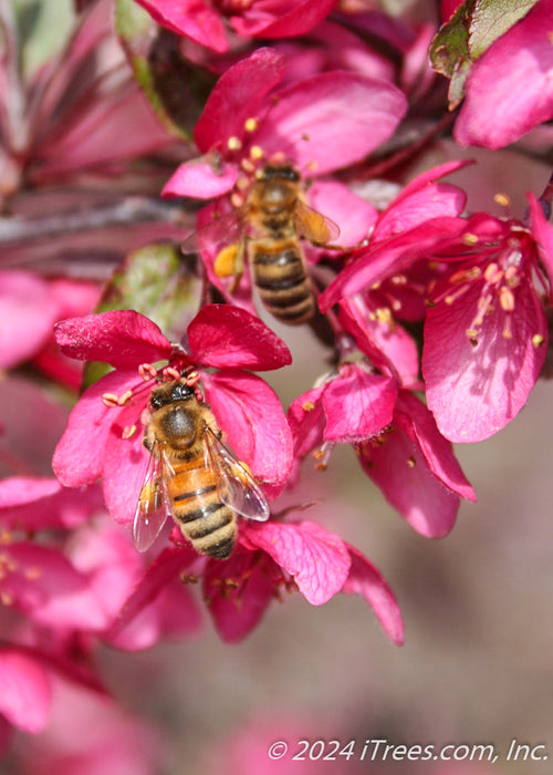 A closeup of bees pollinating flowers.