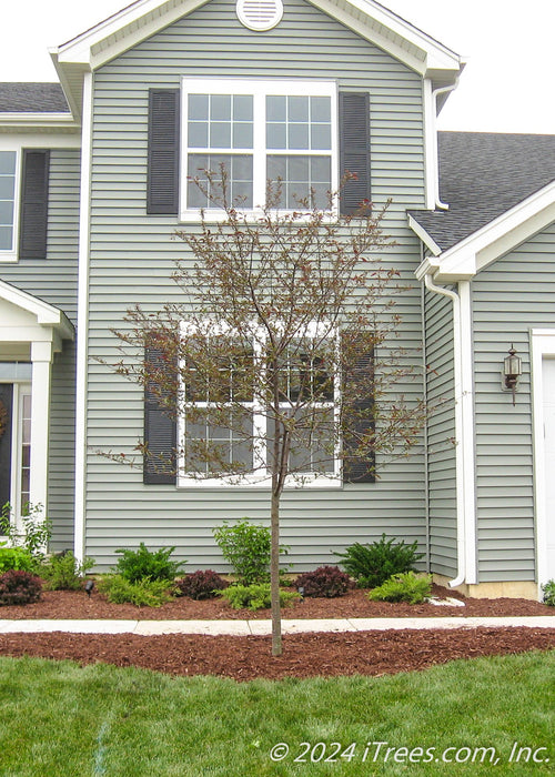 A newly planted single trunk Royal Raindrops Crabapple in a front landscape bed with bare branches with newly emerging leaves just beginning to appear.
