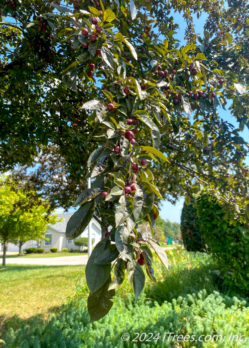 Closeup of the end of a Prairifire branch coated in leaves and crabapple fruit .