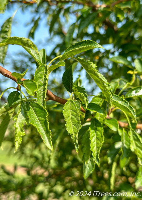 Closeup of newly emerged bright green leaves with serrated edges.