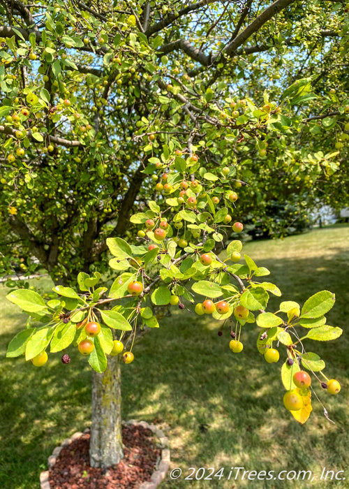 Closeup view of bright green leaves and golden colored crabapple fruit.