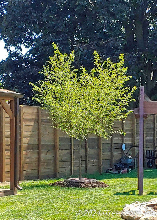 A newly planted Golden Raindrops Crabapple in a backyard.