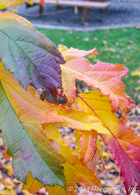 Closeup of cut leaf foliage with an array of fall color from greenish-purple, yellow to bright red.