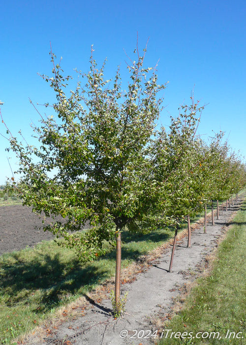 A row of Golden Raindrops crabapple trees with green leaves growing in the nursery.