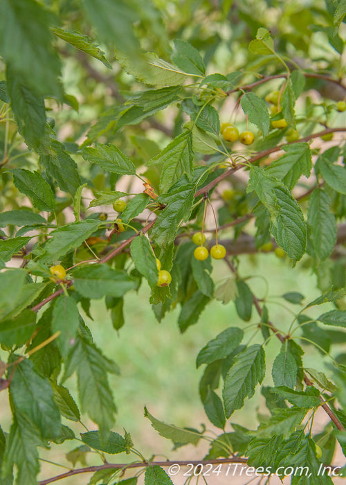 Closeup of green cut leaf foliage and yellow crabapple fruit.
