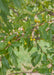 Closeup of green cut leaf foliage and yellow crabapple fruit.