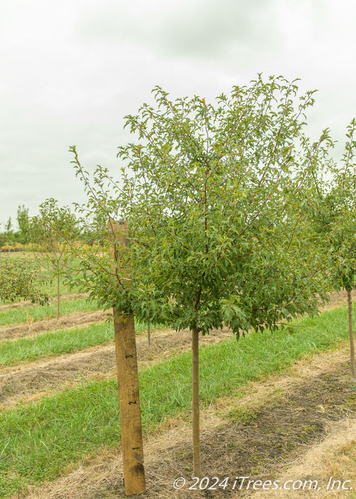Golden Raindrops Crabapple with a large ruler standing next to it to show its canopy height at about 3 ft.