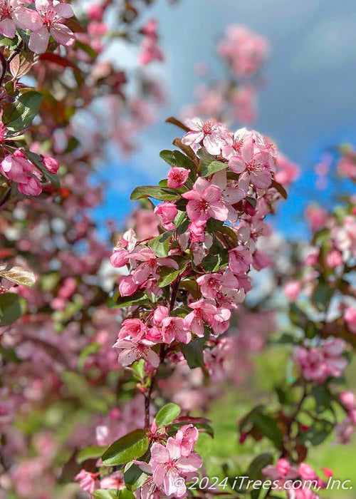 Closeup of a branch coated in blush pink flowers and green leaves.