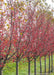 A row of Red Jewel Crabapple with close to no leaves and branches cloated in red crabapples.