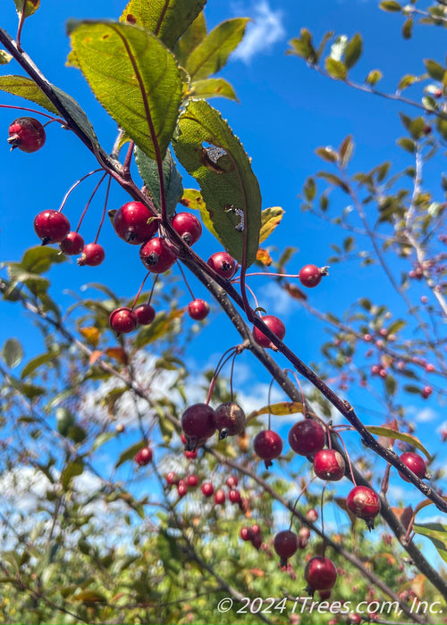 Closeup of a branch with red crabapple fruit and green leaves.