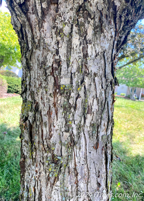 Closeup of grey trunk with shingled bark.