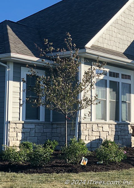 A newly planted Prairifire Crabapple planted in the front landscape bed of a home.