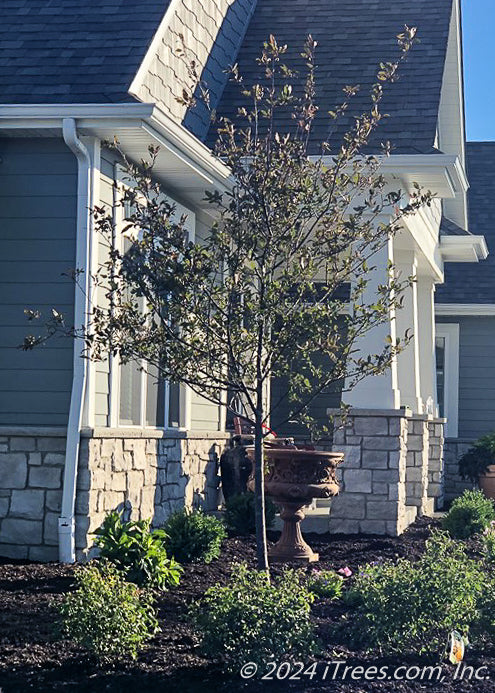A newly planted Prairifire Crabapple in the front landscape bed of a home.