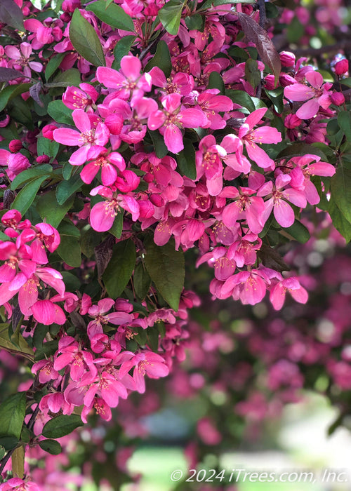 Closeup of pink flowers and greenish-purple leaves.