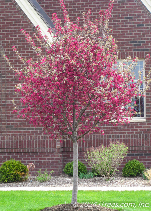 A newly planted Prairifire Crabapple in bloom planted in the front yard of a brick home.