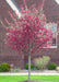 A newly planted Prairifire Crabapple in bloom planted in the front yard of a brick home.