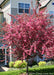 A maturing Prairifire Crabapple in bloom, planted in front of a row of Townhomes.