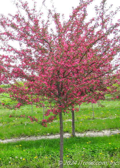 A single Profusion Crabapple in bloom at the nursery.