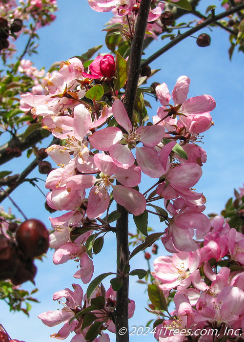 Closeup of blush pink flowers and crabapple fruit.