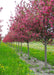 A row of pink flowering crabapple trees.