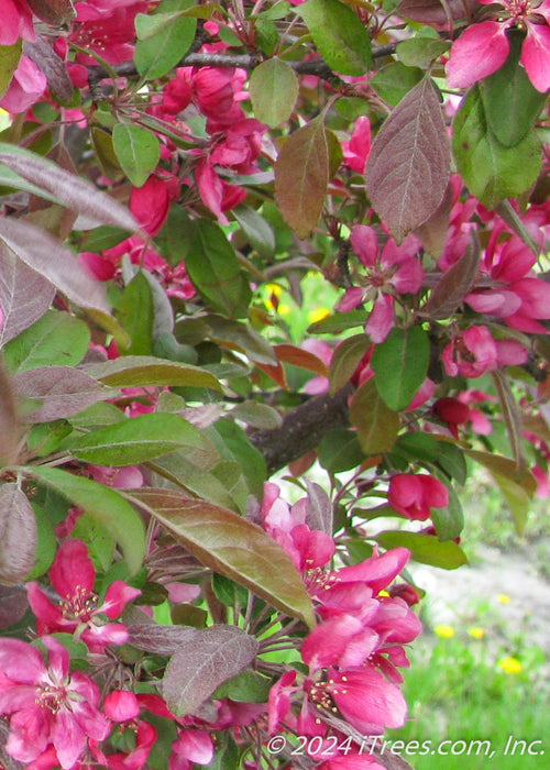 Closeup of purplish-green leaves and pink flowers.