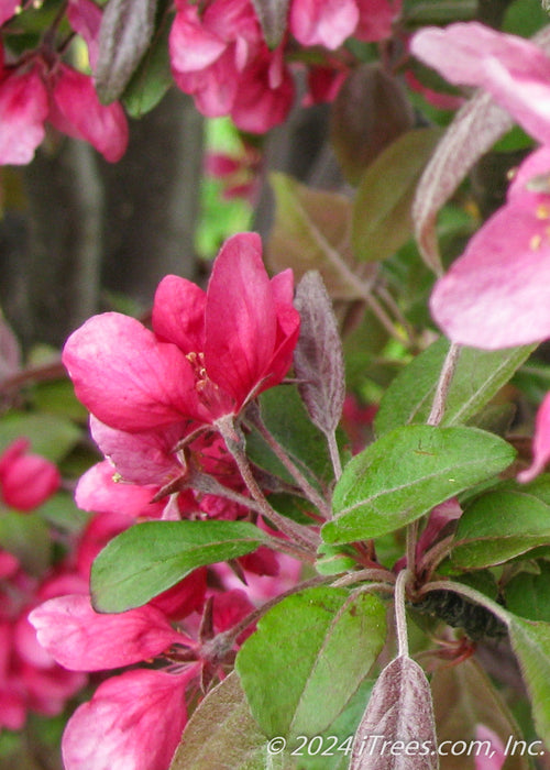 Closeup of bright pink flowers, and greenish-purple leaves.