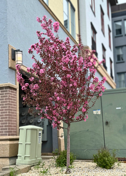 A young Profusion Crabapple growing near a utility box providing screening and beauty, seen in bloom with its dark bronze-green to purple leaves and pink flowers