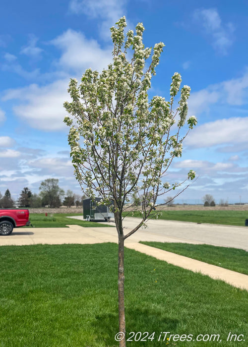 A newly planted Spring Snow Crabapple in bloom planted in a front yard.