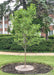A newly planted Spring Snow Crabapple with green leaves planted in the parkway.