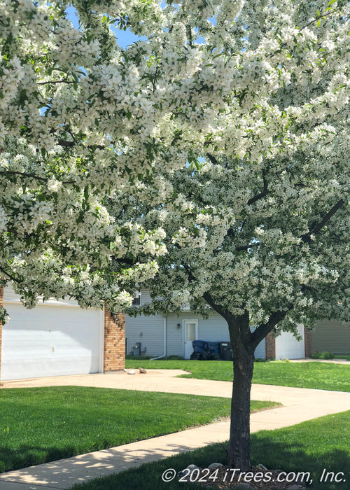 View of a mature Spring Snow Crabapple's outer branches coated in white flowers.