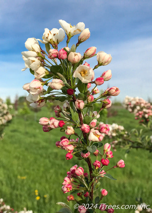 Closeup of a branch coated in small pinkish-white flower buds.