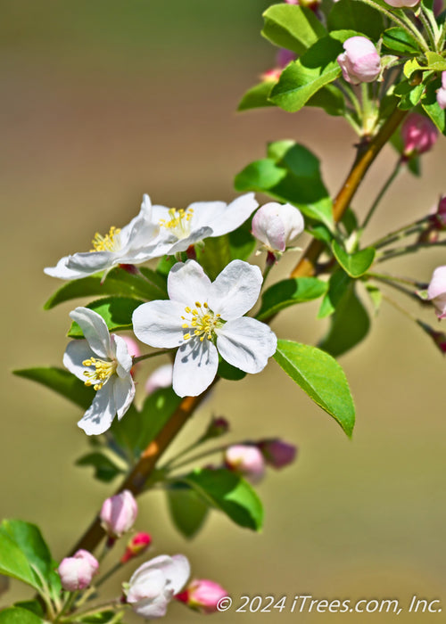 Closeup of a branch coated in newly unfurled leaves with rosy-red flower buds, and bright white spring flowers with yellow centers. Image Sourced from Canva