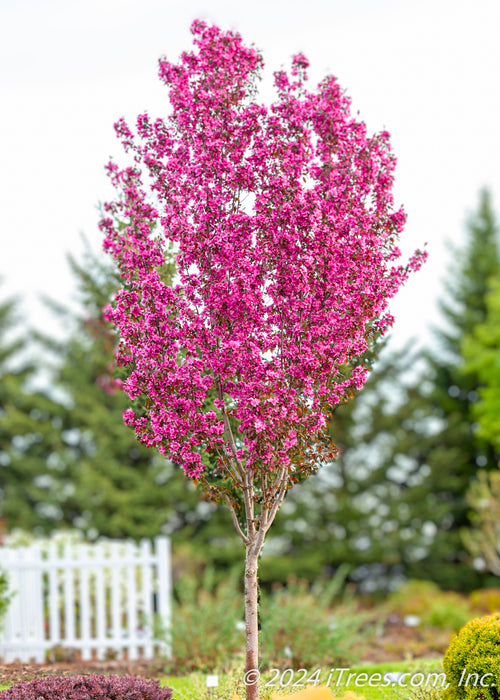 Gladiator Crabapple planted in a backyard garden, in full bloom.