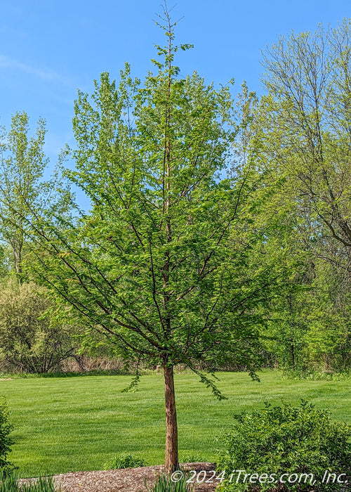 A newly planted Dawn Redwood with newly emerged green leaves and reddish peeling bark, planted in a backyard landscape bed near a patio.