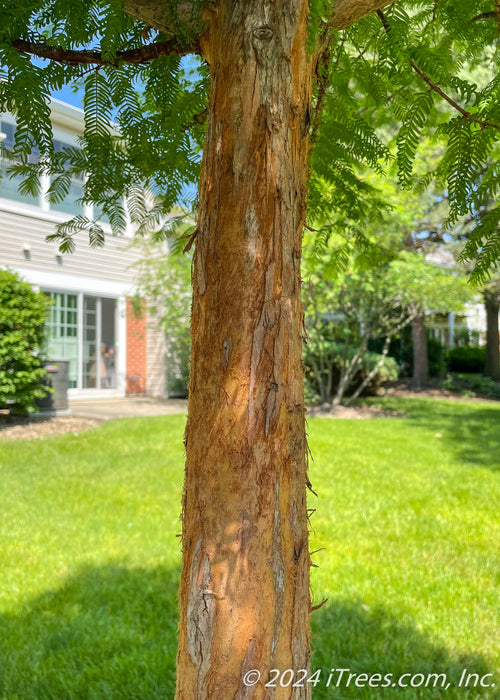 Closeup of shedding red trunk under the tree's canopy of green leaves.