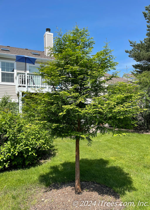 A newly planted Dawn Redwood in a backyard with green leaves.