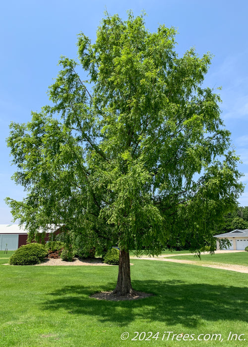 A mature Dawn Redwood with shaggy green canopy, planted in an open area of a front yard.